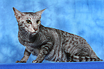 Orientalisch Kurzhaar / oriental shorthair