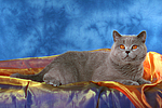 Britisch Kurzhaar / british shorthair