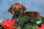 Rhodesian Ridgeback Welpe / rhodesian ridgeback puppy