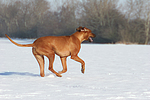 rennender Rhodesian Ridgeback / running Rhodesian Ridgeback