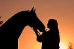 Frau und Warmblut / woman and warmblood