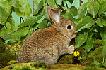 junges Zwergkaninchen / young dwarf rabbit