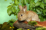 junges Zwergkaninchen / young dwarf rabbit