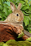 junges Zwergkaninchen / young dwarf rabbit