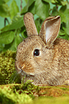 junges Zwergkaninchen / young dwarf rabbit