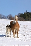 Haflinger / haflinger horses