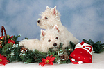 West Highland White Terrier Welpen / West Highland White Terrier Puppies