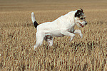 rennender Parson Russell Terrier / running PRT