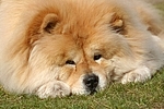 Chow Chow Portrait