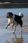 spielender Border Collie am Strand / playing Border Collie at beach