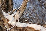 sitzender Parson Russell Terrier im Schnee / sitting prt in snow