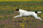 rennender Parson Russell Terrier / running PRT