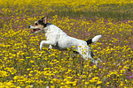 rennender Parson Russell Terrier / running PRT