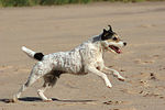 rennender Parson Russell Terrier / running PRT