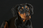 Dobermann Portrait / Doberman Pinscher Portrait