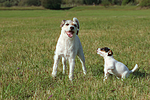 2 Parson Russell Terrier