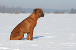 sitzender Rhodesian Ridgeback / sitting Rhodesian Ridgeback