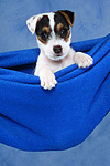 Parson Russell Terrier Welpe / parson russell terrier puppy