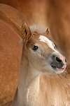 Haflinger Fohlen / haflinger horse foal