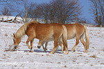 Haflinger / haflinger horse