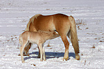 Haflinger / haflinger horses