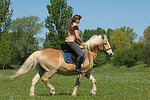 Frau reitet Haflinger / woman rides haflinger horse