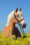 Haflinger Portrait / haflinger horse portrait