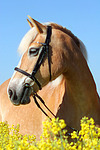 Haflinger Portrait / haflinger horse portrait