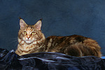 Maine Coon