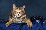 Maine Coon