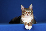 liegende Maine Coon / lying maine coon