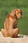 Rhodesian Ridgeback