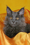 junge Maine Coon / young maine coon