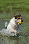 spielender Parson Russell Terrier / playing PRT