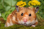 Goldhamster / golden hamster