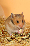 Goldhamster / golden hamster