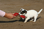 Parson Russell Terrier Welpe / parson russell terrier puppy