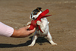 Parson Russell Terrier Welpe / parson russell terrier puppy