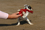 Parson Russell Terrier Welpe / parson russell terrier puppy