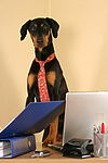 Dobermann / doberman pinscher