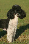 Zwergpudel / toy poodle