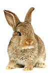 Zwergkaninchen / dwarf rabbit