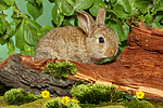 junges Zwergkaninchen / young dwarf rabbit