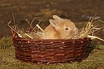 junges Zwergkaninchen / young dwarf rabbit