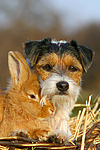 Parson Russell Terrier und Zwergkaninchen / prt and dwarf rabbit