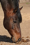 Deutscher Reitpony Hengst / pony stallion