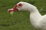 Warzenente / muscovy duck