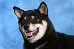 Shiba Inu