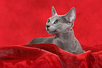 liegende Russisch Blau / lying russian blue