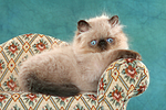 Perser Colourpoint Kätzchen / persian colourpoint kitten